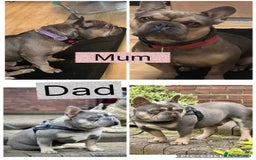 French Bulldog dogs for sale: Female frenchie  - Image 8