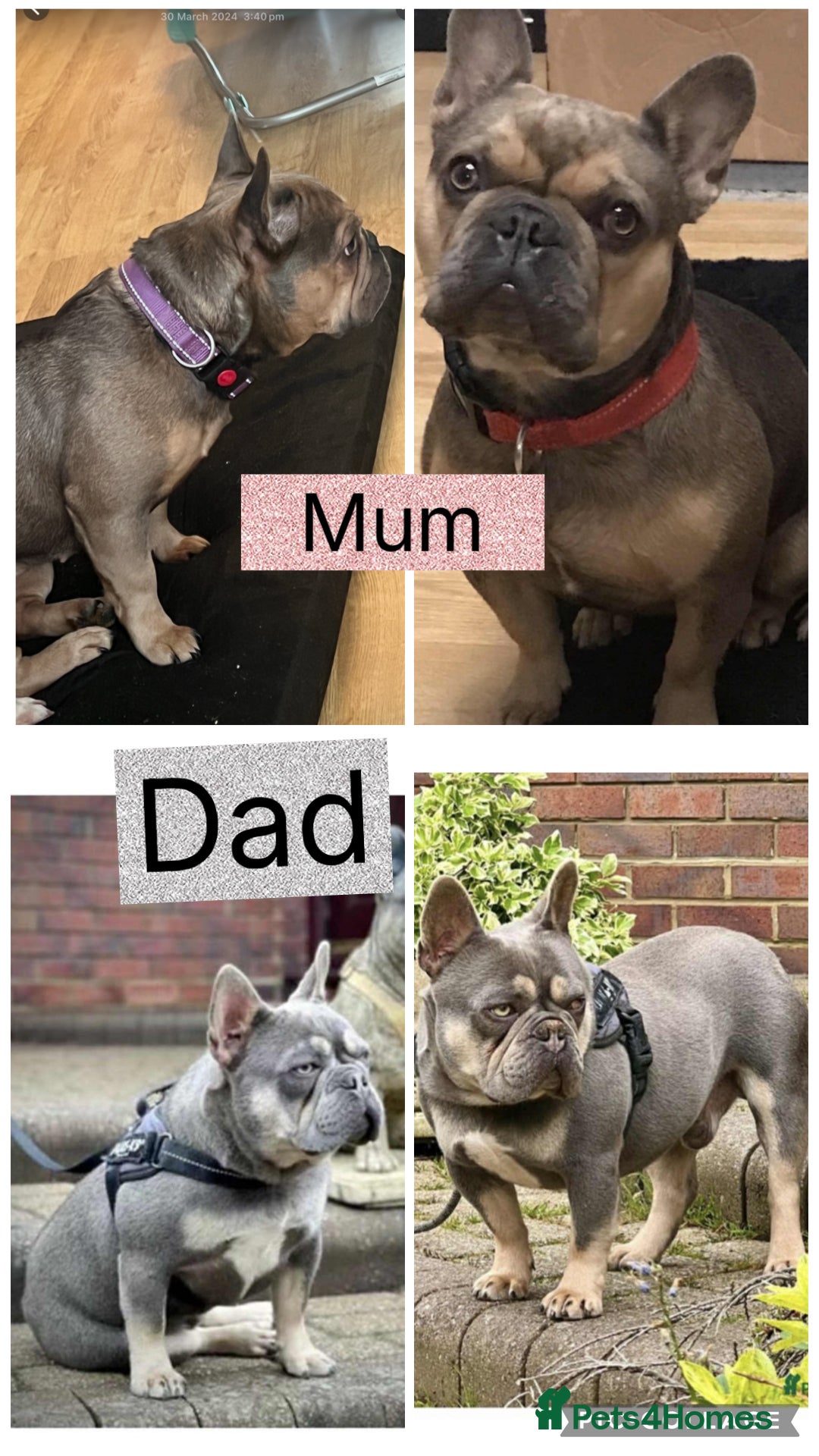 French Bulldog dogs for sale: Female frenchie  - Image 8