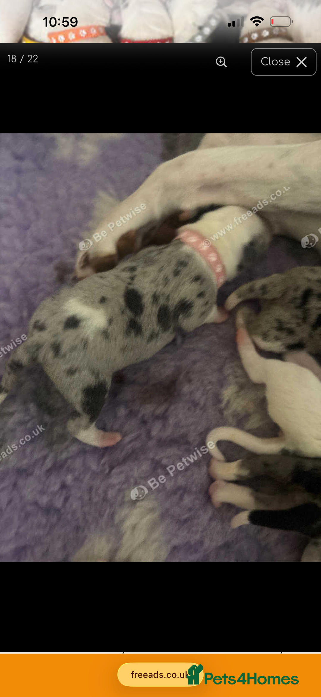 Mixed Breed dogs for sale: beautiful Bull/Greyhound puppies  - Image 13