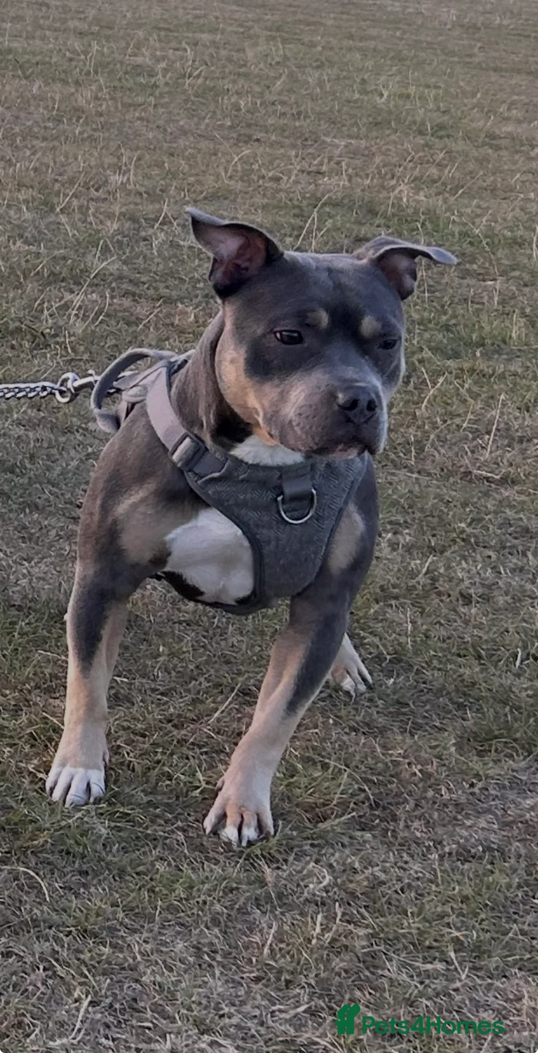 Staffordshire Bull Terrier dogs for stud: Cracking Staffordshire bull terriers for stud 🐾 - Advert 6