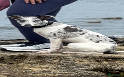 Mixed Breed dogs for sale: 7 month old whippet x collie blue merle girl - Image 3