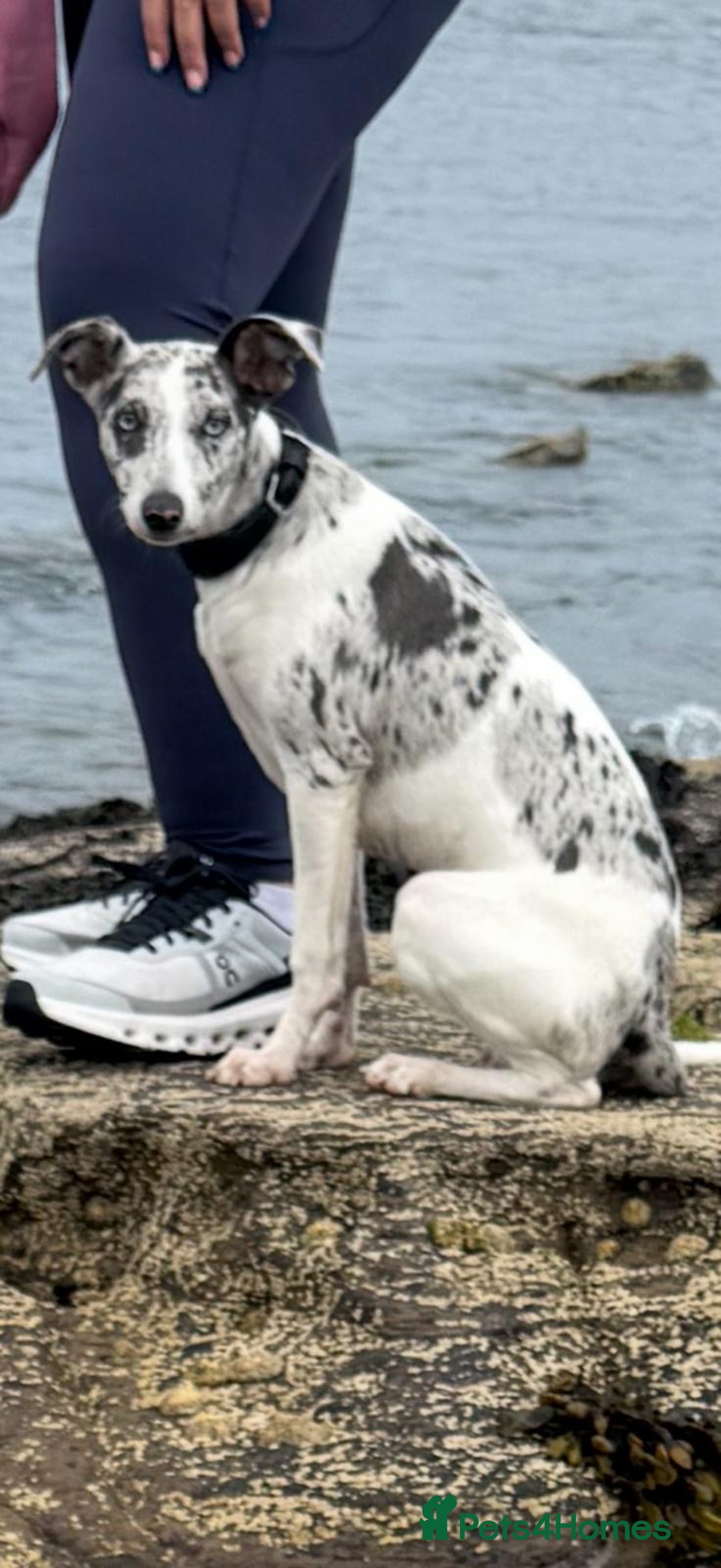 Mixed Breed dogs for sale: 7 month old whippet x collie blue merle girl - Image 3