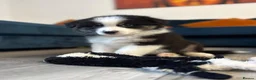 Australian Shepherd dogs for sale: Black Tri Boy KC Reg READY SUNDAY  - Advert 2