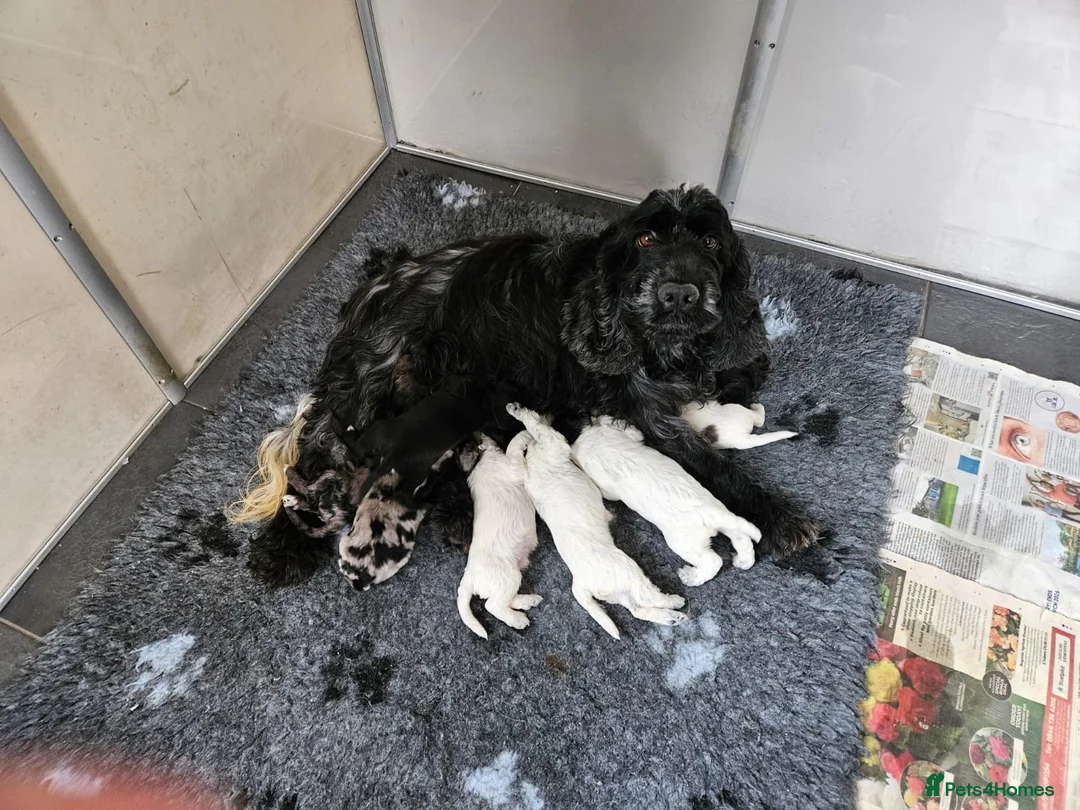 Cockapoo dogs for sale: Rare coloured f1 cockapoo pups - Advert 18