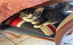 Domestic Shorthair cats for sale: 6 beautiful kittens for sale!!  - Image 8