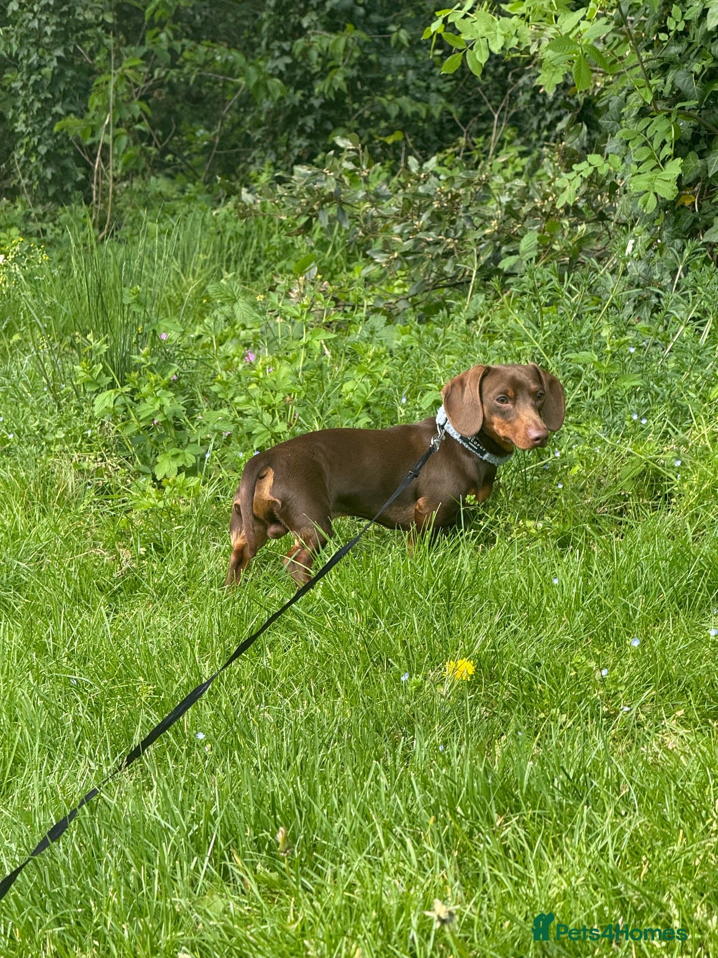 Dachshund dogs 1 year old male miniature dachshund  - Advert 14