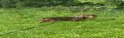 Dachshund dogs for sale: 1 year old male miniature dachshund  - Advert 1