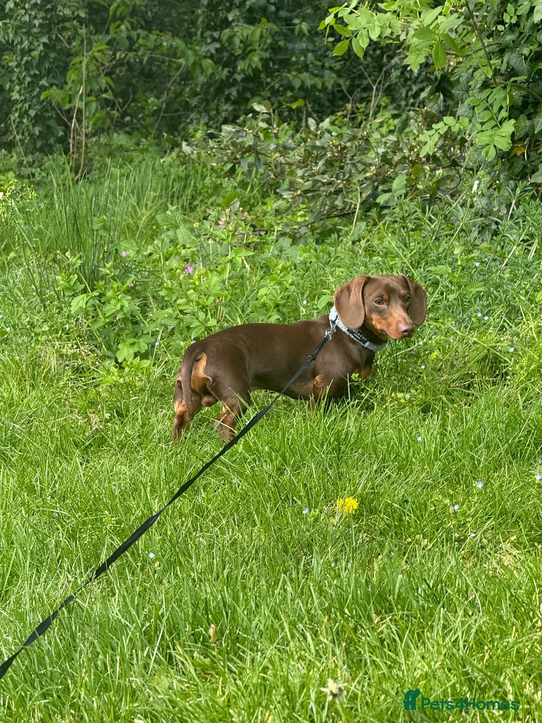 Dachshund dogs for sale: 1 year old male miniature dachshund  - Advert 1