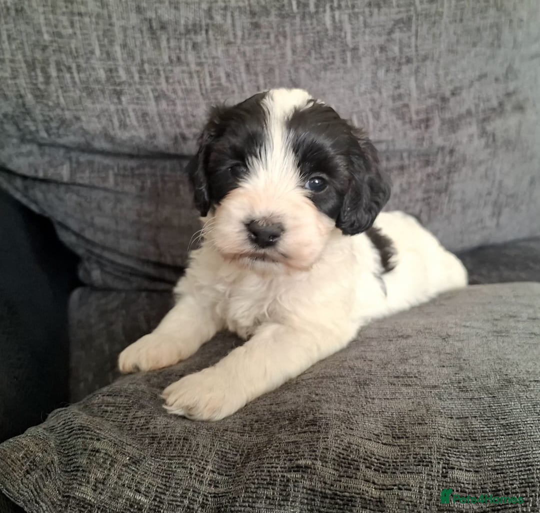 Mixed Breed dogs Cockapoochon - Advert 2