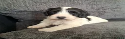 Mixed Breed dogs for sale: Cockapoochon - Advert 2