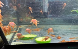 Plecos fish for sale: Super red bristle nose plecos  - Image 6