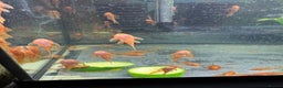 Plecos fish for sale: Super red bristle nose plecos  - Advert 6