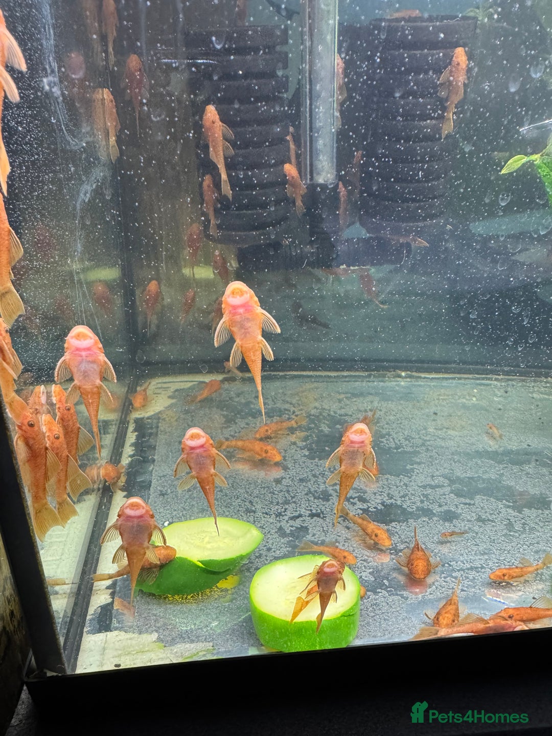 Plecos fish for sale: Super red bristle nose plecos  - Image 6