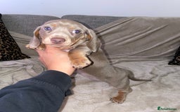 Miniature Dachshund dogs for sale: ❤️5 Mini Dachshunds ready for their new homes❤️ - Image 9