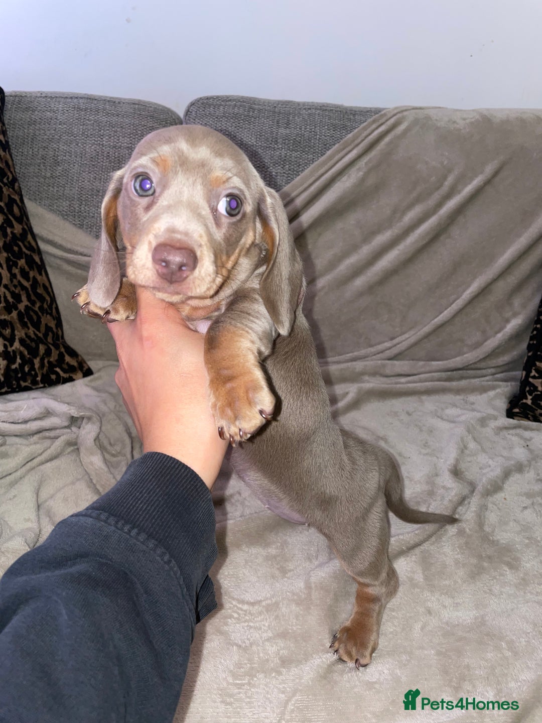 Miniature Dachshund dogs for sale: ❤️5 Mini Dachshunds ready for their new homes❤️ - Image 9