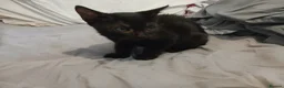 Mixed Breed cats for sale: Winnie  - Advert 2