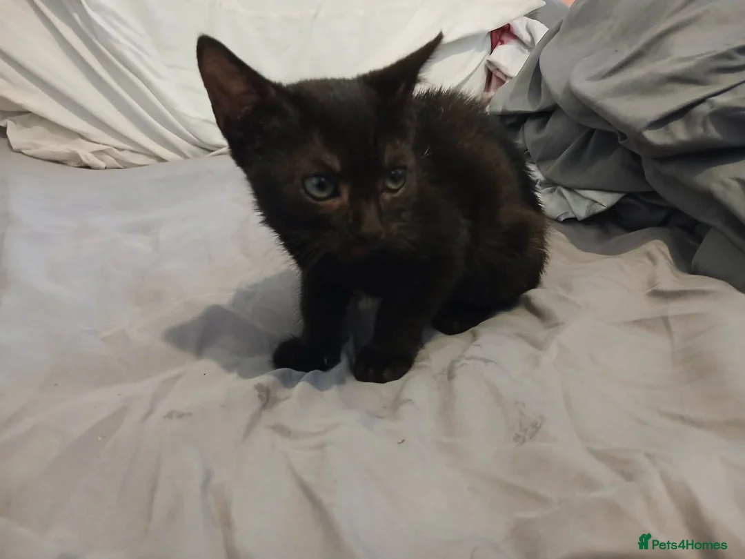 Mixed Breed cats for sale: Winnie  - Advert 2