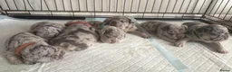 Frug dogs for sale: 6 stunning blue Merle Frug puppies  in Eastleigh - Advert 15