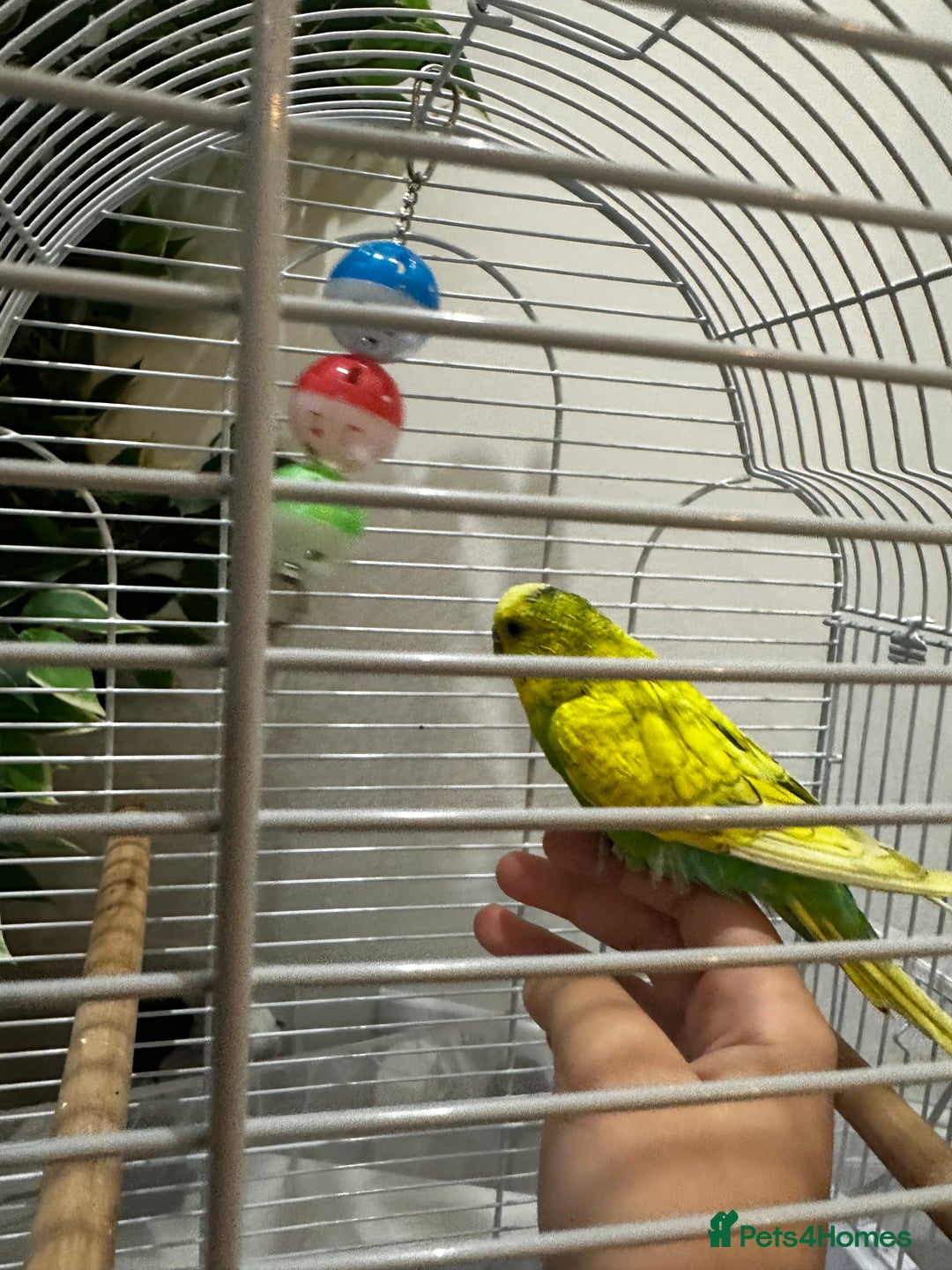 Budgerigars birds for sale: Male 1 Year Old Yellow/Green Budgerigar  - Advert 3