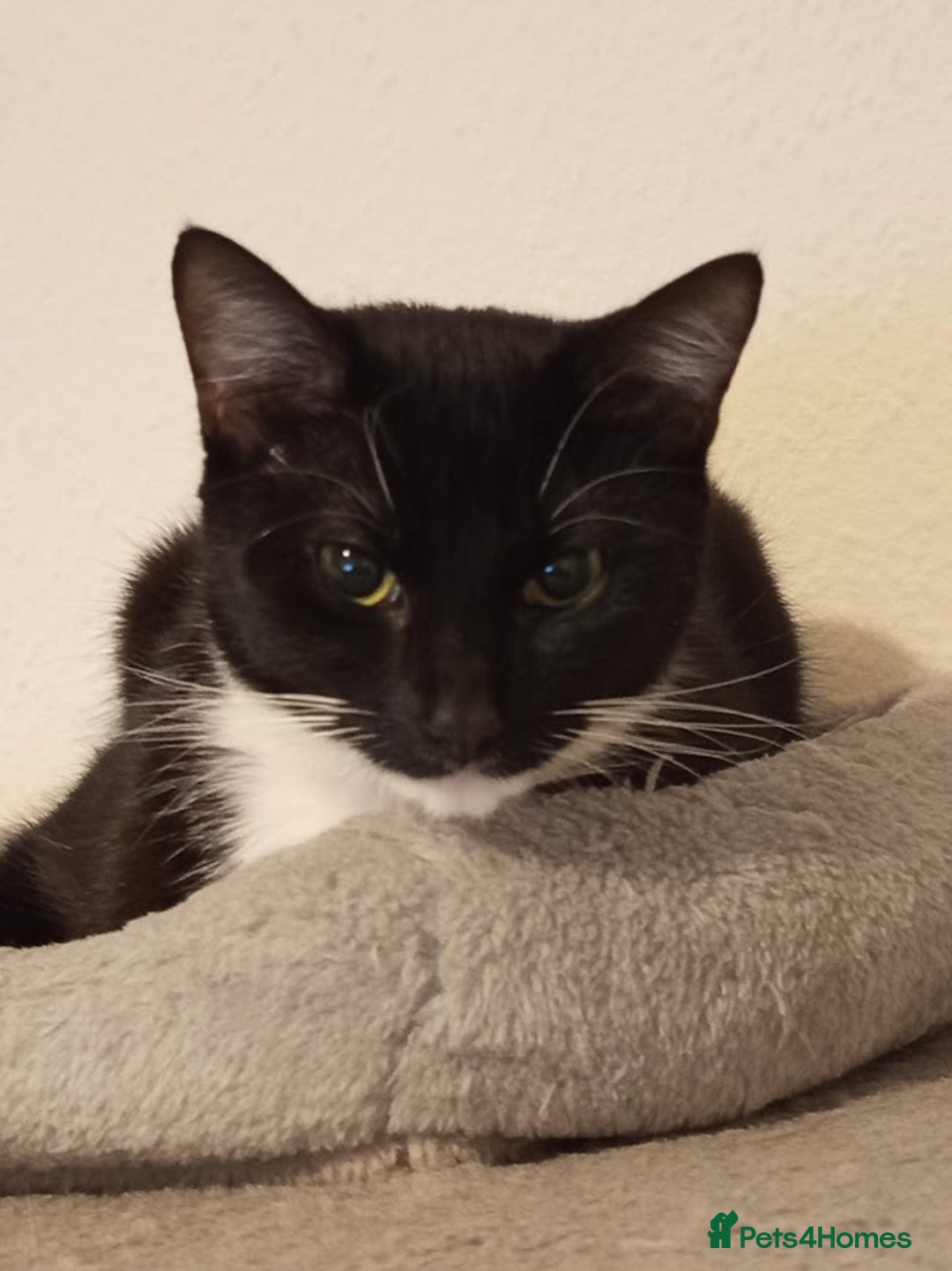 Mixed Breed cats for sale: Ready to leave 4 adorable kittens - Advert 3