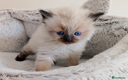 Ragdoll cats for sale: INDOOR FULL PEDIGREE RAGDOLL KITTENS - Image 8