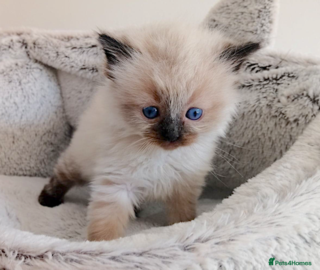 Ragdoll cats for sale: INDOOR FULL PEDIGREE RAGDOLL KITTENS - Image 8