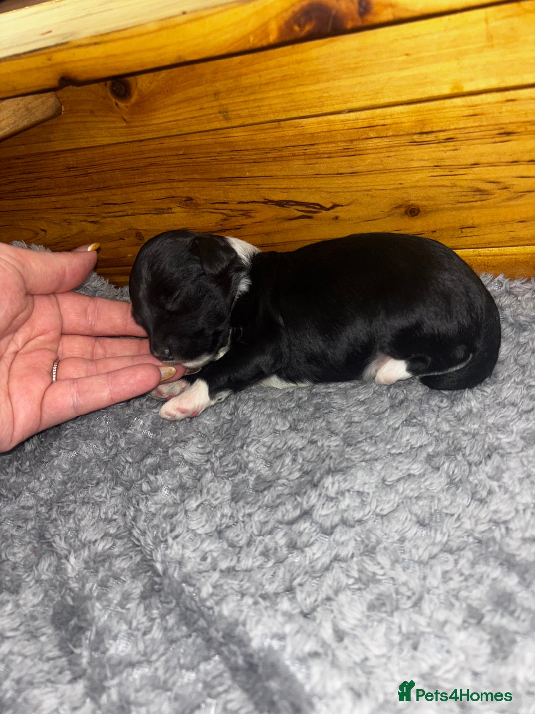 Chinese Crested dogs for sale: Chinese crested powderpuff ready September 12th - Image 25