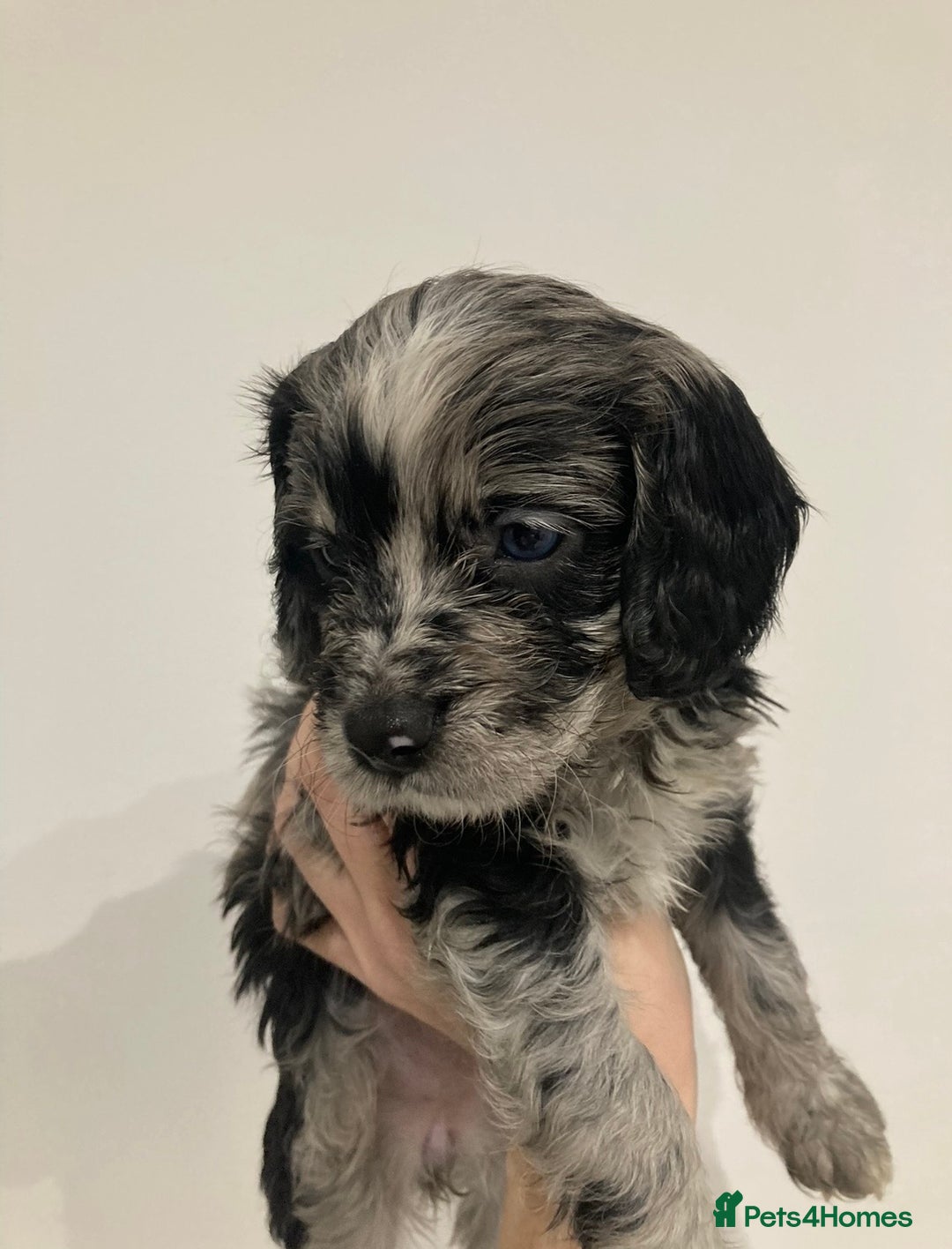 Cavapoo dogs for sale: WAITING LIST NOW OPEN Extremely Rare Merle F1  - Advert 4