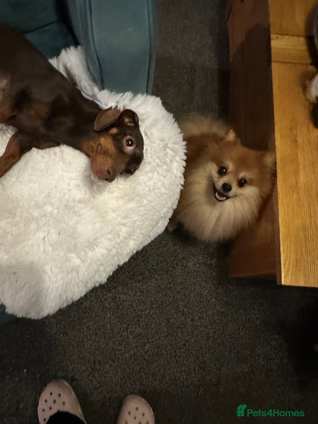 Mixed Breed dogs for sale: Dameranian Fluffballs  - Advert 2