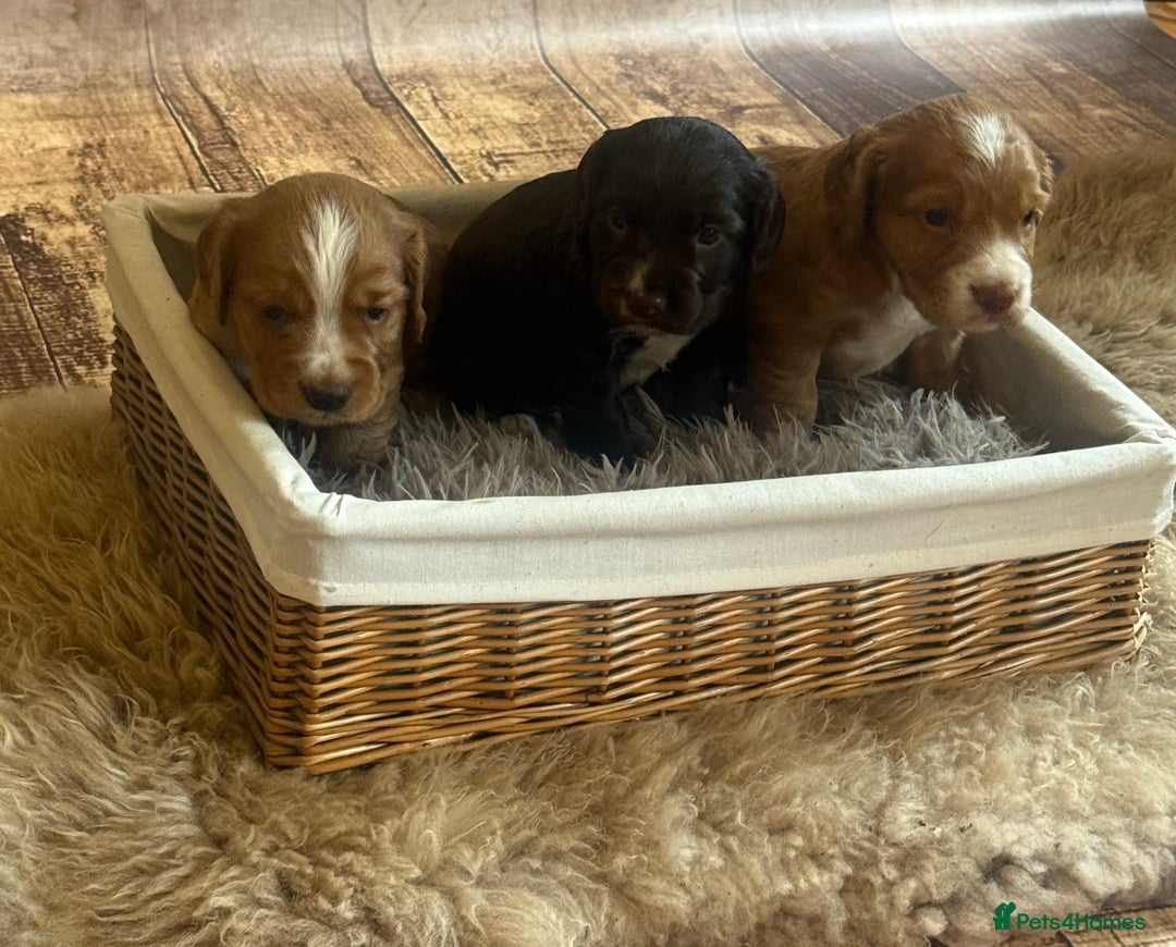 Cocker Spaniel dogs for sale: Last pup Working Cocker Spaniel Puppies! 🐶 in Chatteris - Image 11
