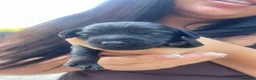 Mixed Breed dogs for sale: DOXIEPOO puppies - Advert 8