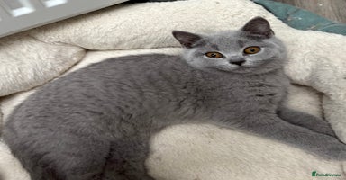 British Shorthair cats - Advert 12