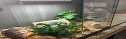 Leopard Gecko reptiles for sale: Leopard gecko aptor and vivarium in Southampton - Advert 2