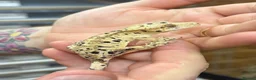 Gecko reptiles for sale: Ink blotch super dalmation crested geckos - Advert 8