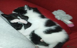 RagaMuffin cats for sale: 2 ragamuffin mixed breed kittens. Nearly 8 weeks - Image 3