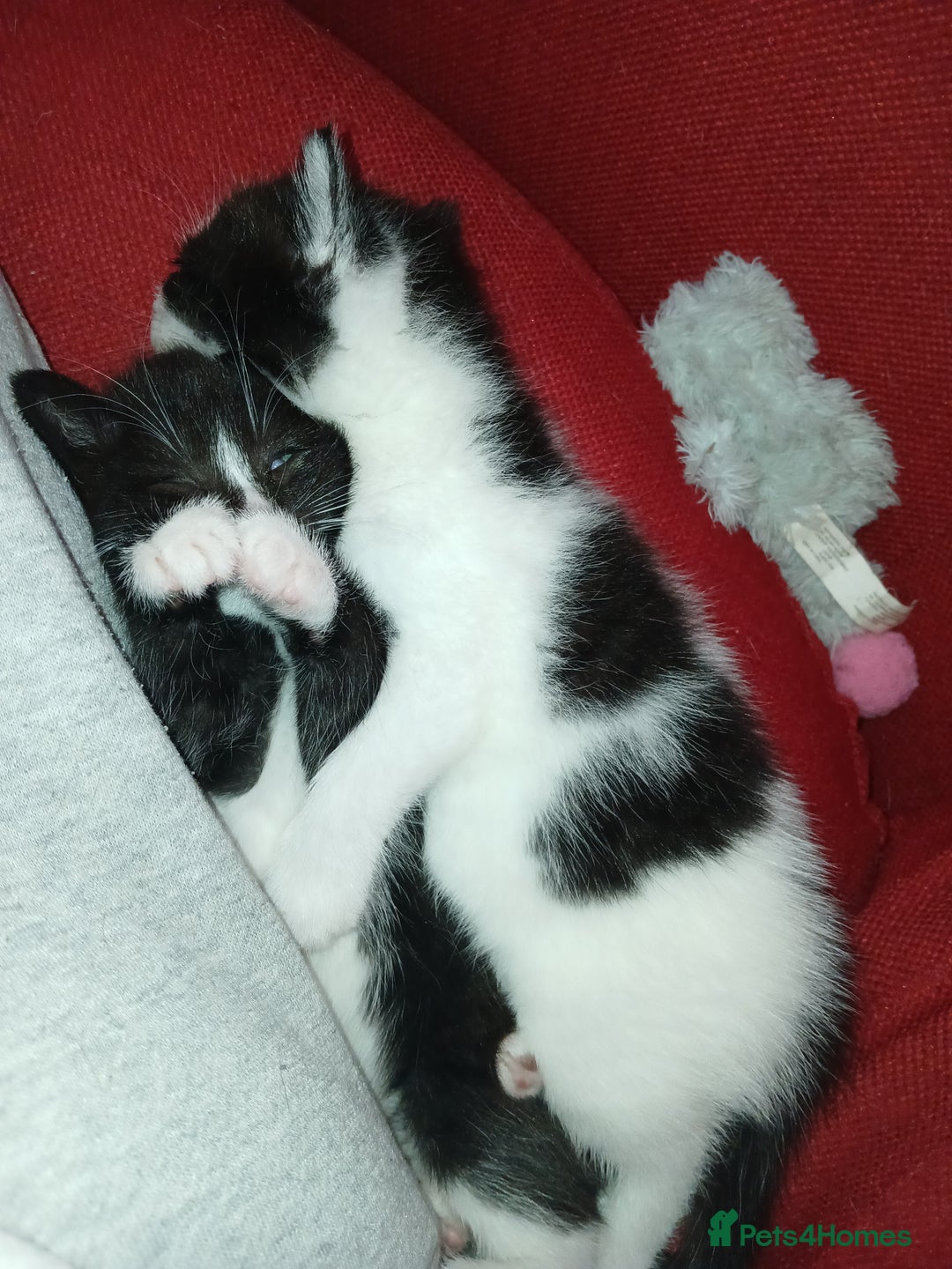 RagaMuffin cats for sale: 2 ragamuffin mixed breed kittens. Nearly 8 weeks - Image 3