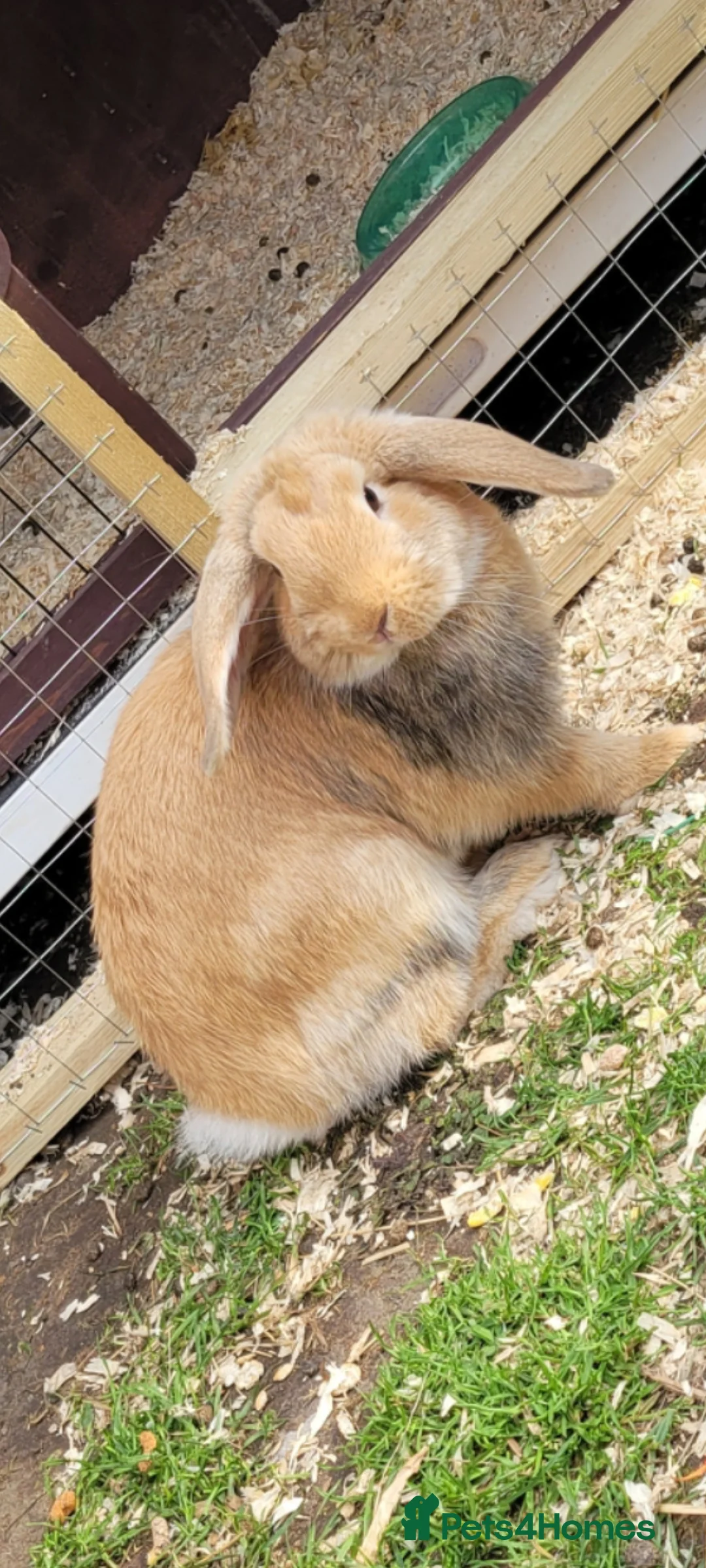 Mini Lop rabbits for sale: 2x female mini lops in Spalding - Advert 1