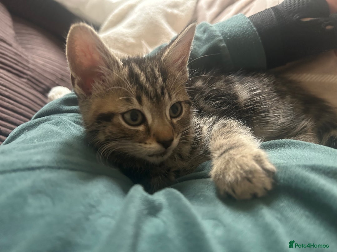 British Shorthair cats for sale: Luna and Tigger for sale  - Image 3