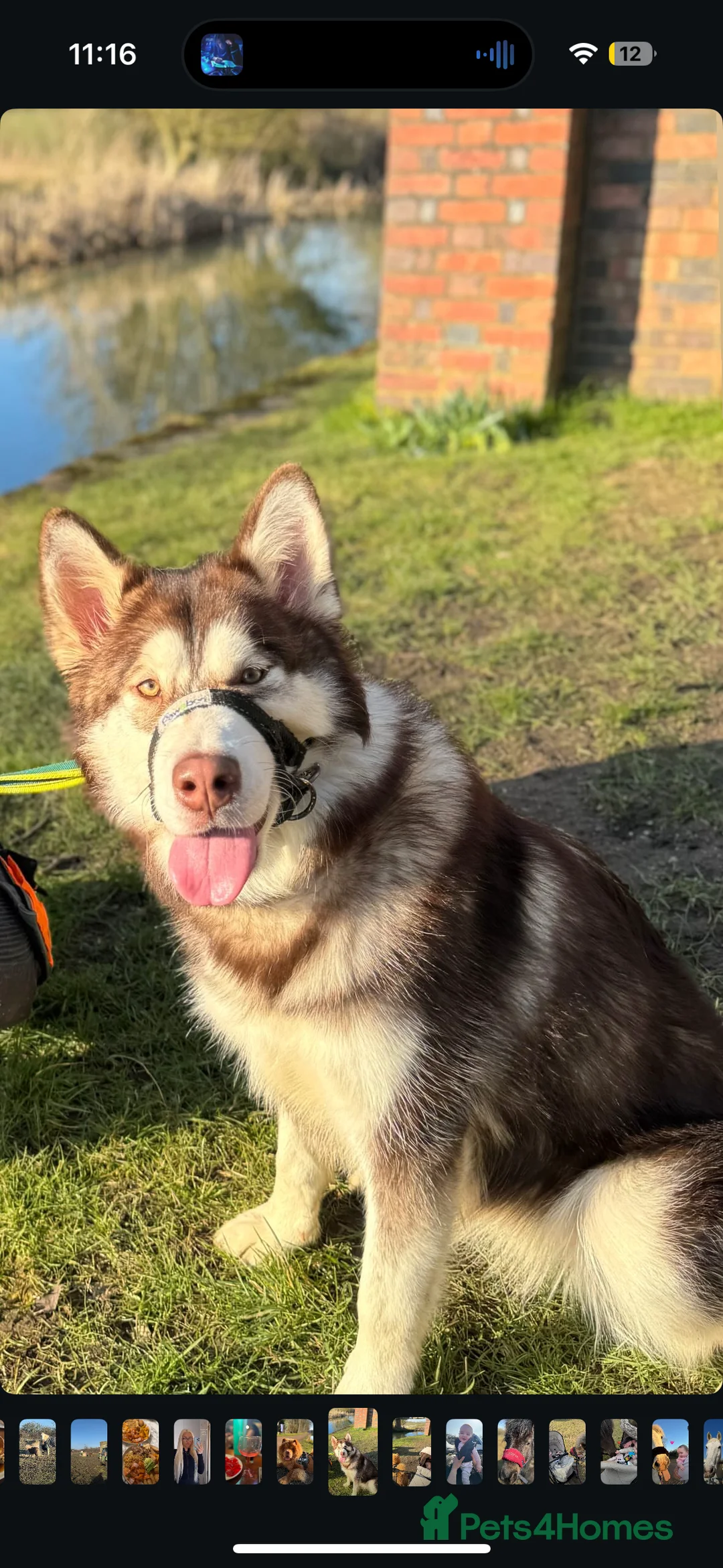 Mixed Breed dogs for sale: German shepherd x malamute puppies  - Advert 15