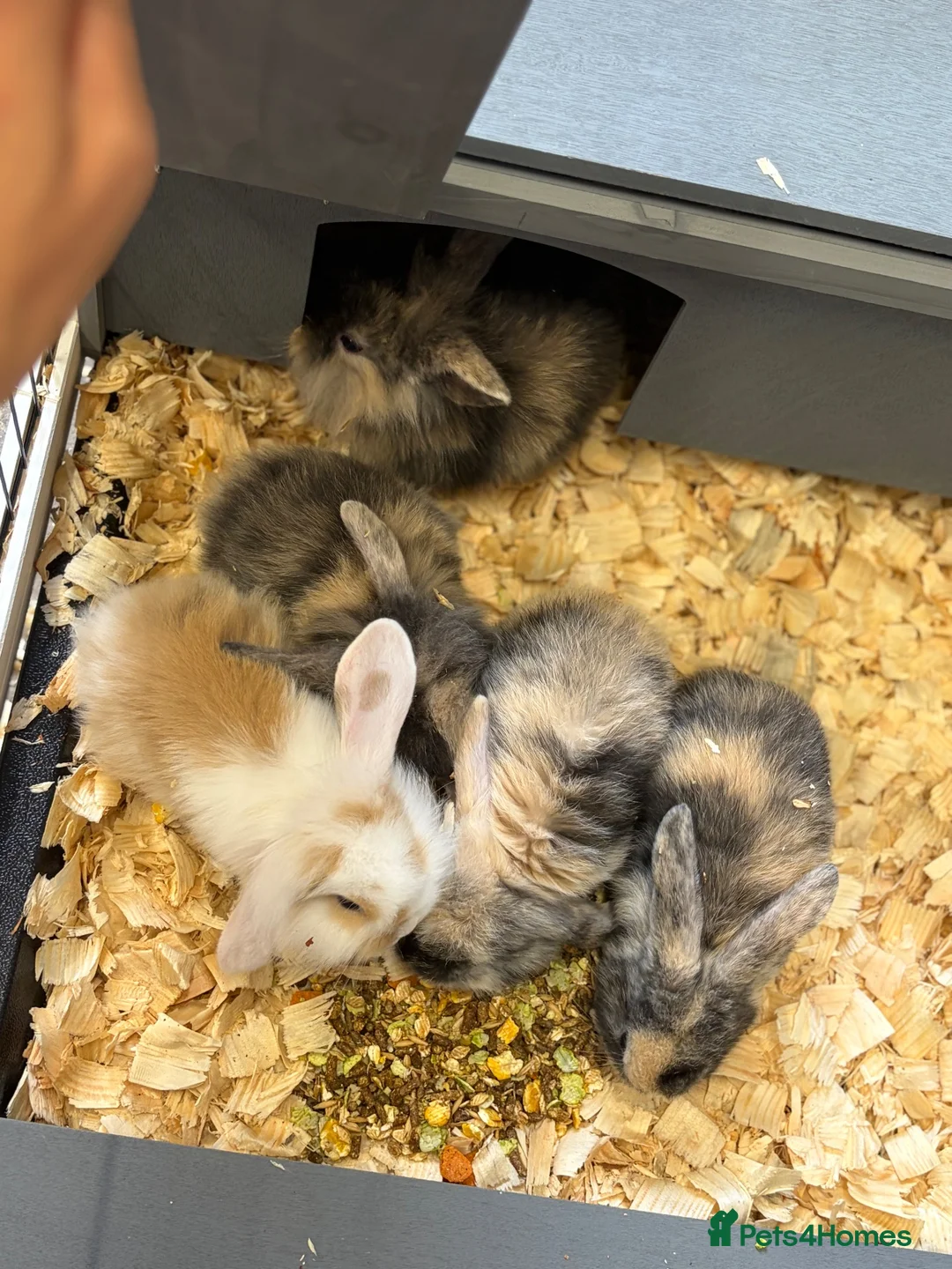 Mini Lop rabbits for sale: Mini lops  in Gravesend - Advert 4