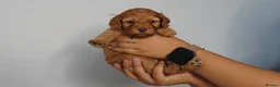 Cavapoo dogs for sale: Cute Cavapoo Puppies Looking for Forever Homes - Advert 37