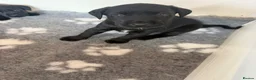 Labrador Retriever dogs for sale: Black Labrador pups boys and girls - Advert 10