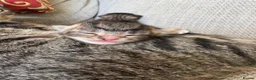 Mixed Breed cats for sale: X2 female tabby kittens in Basingstoke - Advert 2