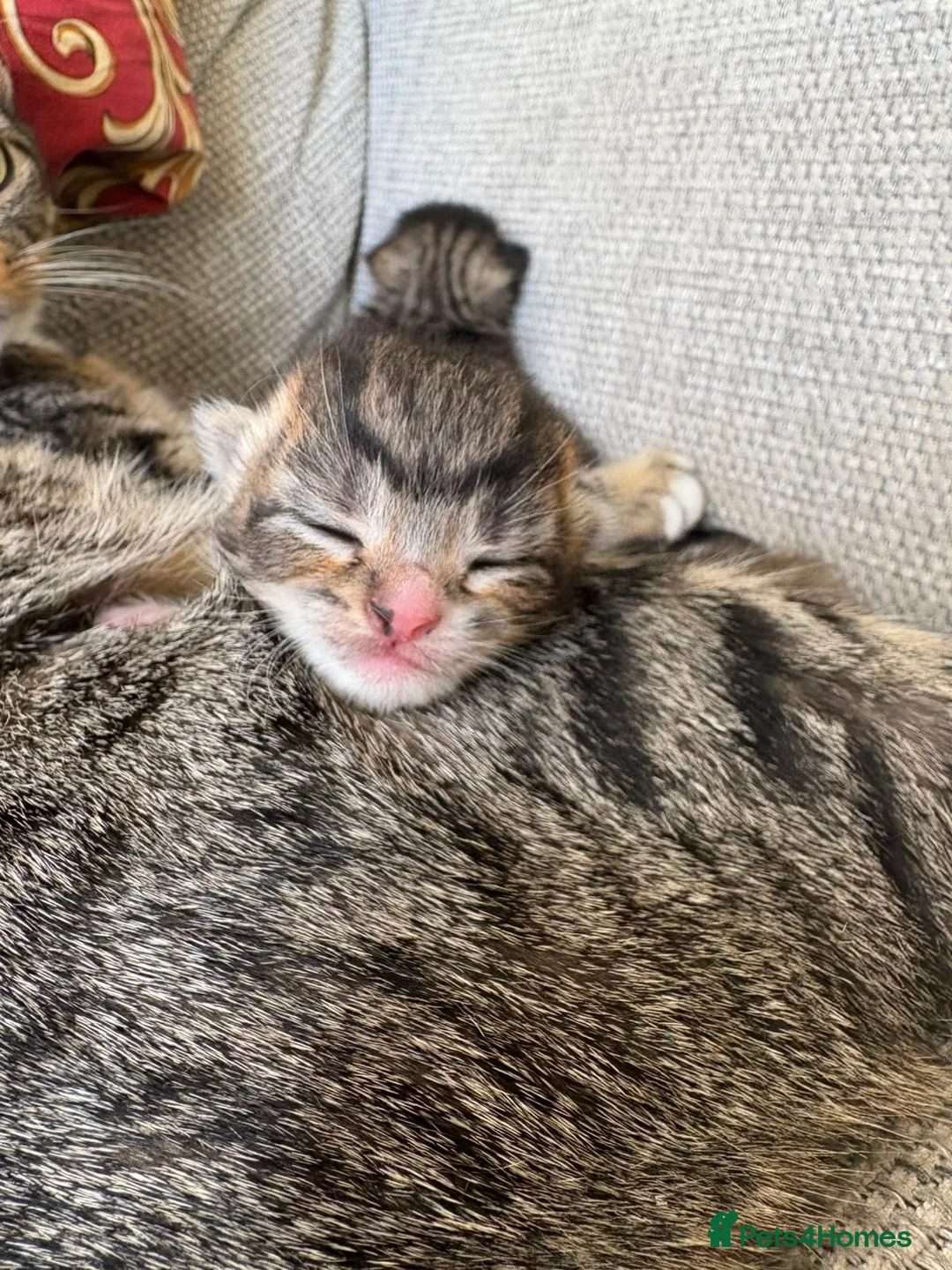 Mixed Breed cats for sale: X2 female tabby kittens in Basingstoke - Advert 2