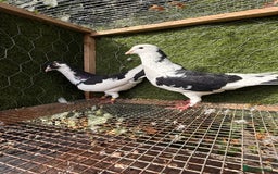 Pigeons birds for sale: Pigeons for sale - Image 10