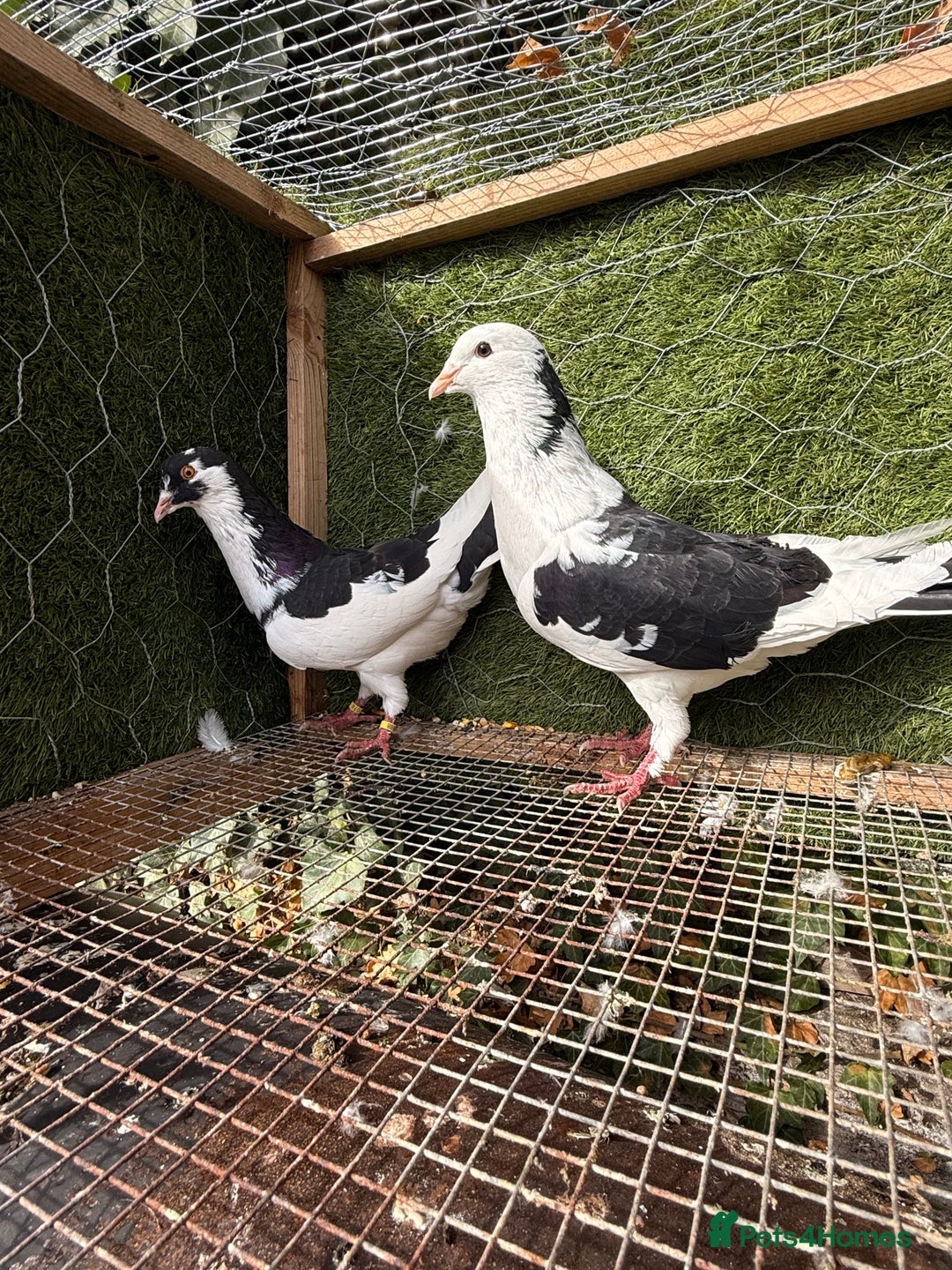 Pigeons birds for sale: Pigeons for sale - Image 10