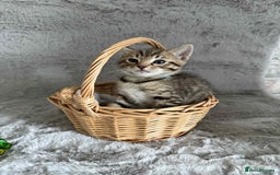 Bengal cats for sale: Stunning bengal kittens for sale to loving home - Image 9