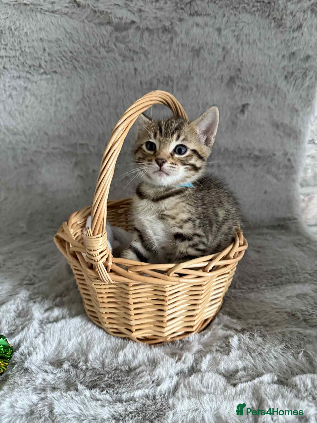 Bengal cats for sale: Stunning bengal kittens for sale to loving home - Image 9