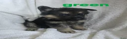 German Shepherd dogs for sale: German shepherd Puppys ready to go on 29th July in Bradford - Advert 3