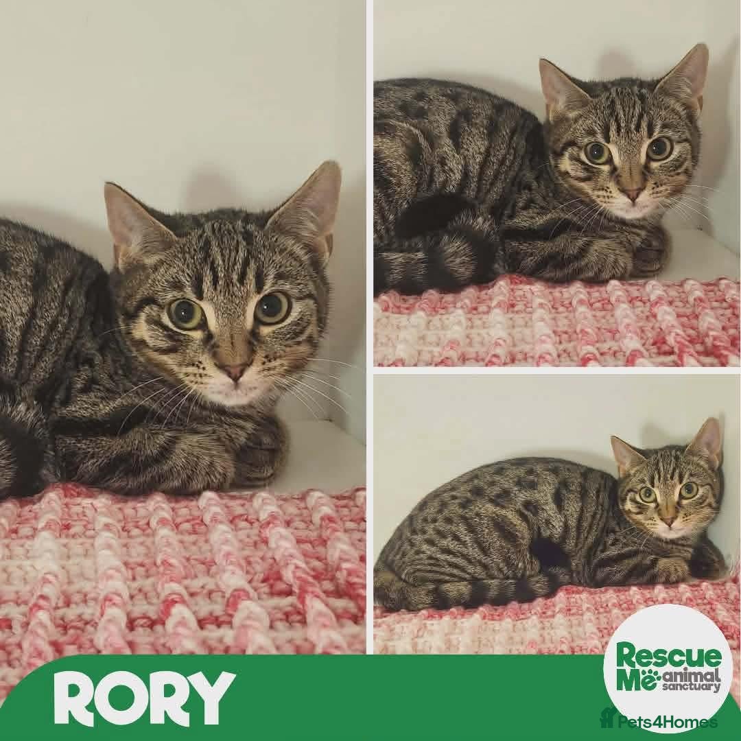 Mixed Breed cats Rory - shy sweet boy - Advert 2